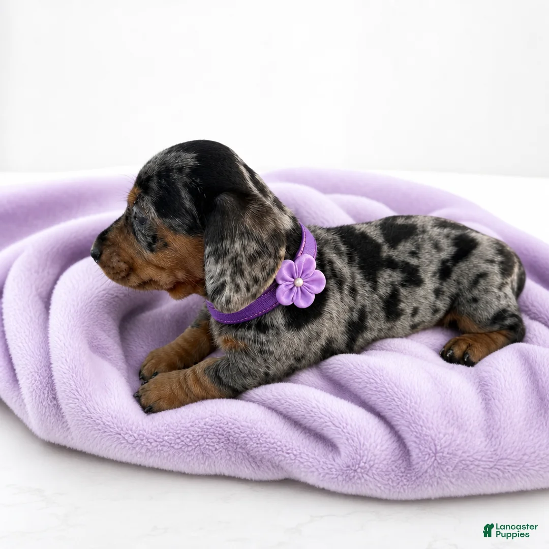 Miniature Dachshund dogs for sale: Lilly - Ad 1