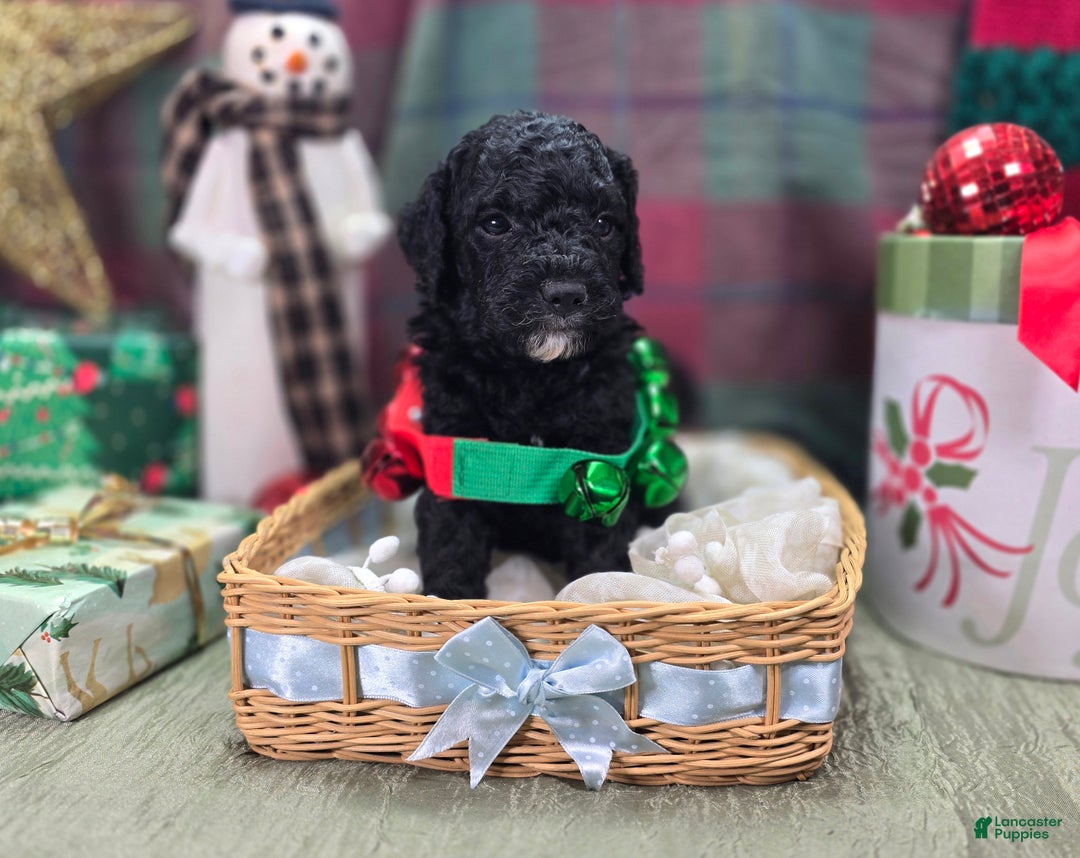 Cockapoo dogs for sale: Crescent - Ad 25