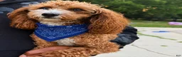 Goldendoodle dogs for sale: Goldendoodle 1 - Ad 5