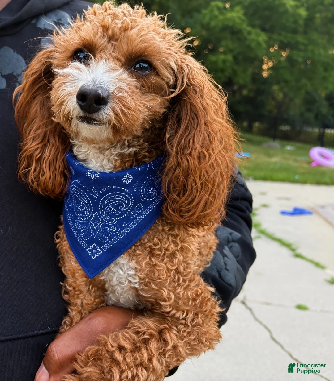 Goldendoodle dogs for sale: Goldendoodle 1 - Ad 5