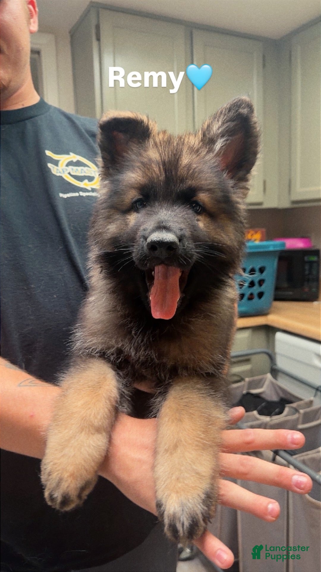 German Shepherd dogs Remy - Ad 12
