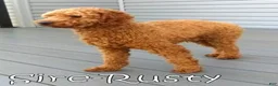 Mini Goldendoodle dogs for sale: Tucker - Ad 11