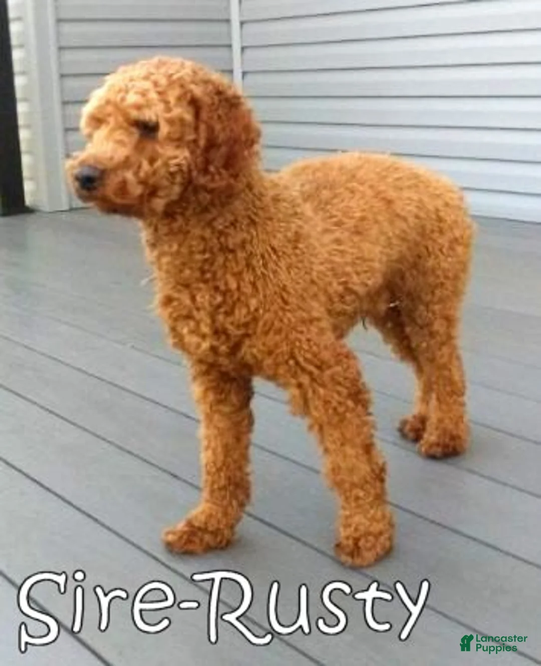 Mini Goldendoodle dogs for sale: Tucker - Ad 11