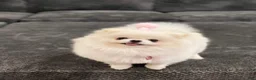 Pomeranian dogs for sale: Bitcoin  - Ad 4
