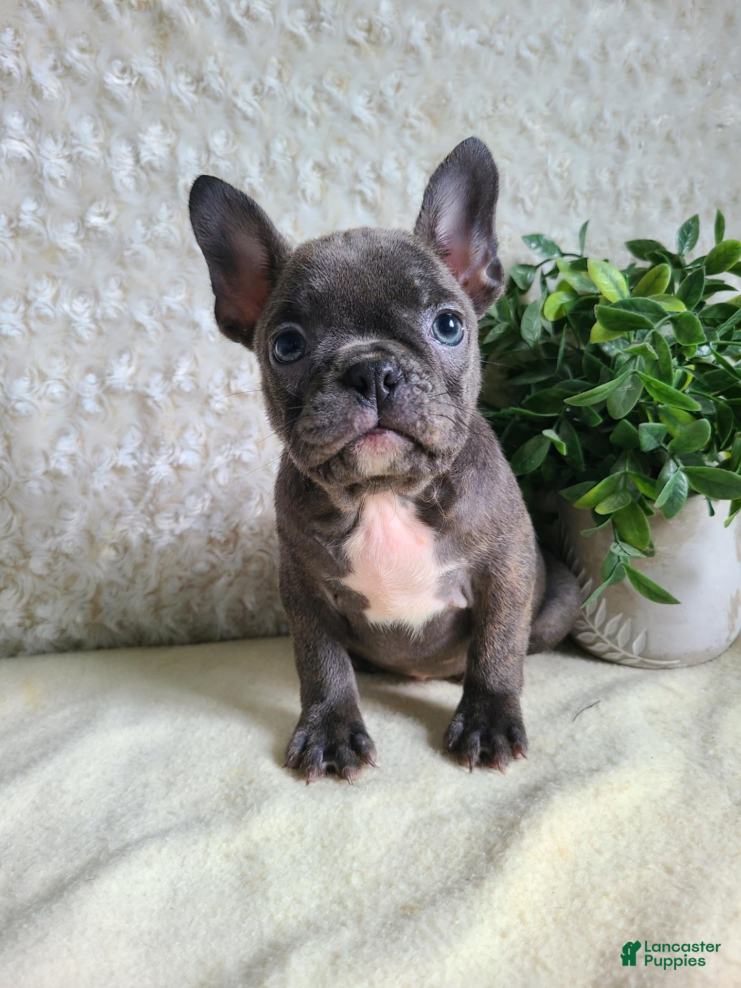 Frenchton dogs Maggie - Ad 1