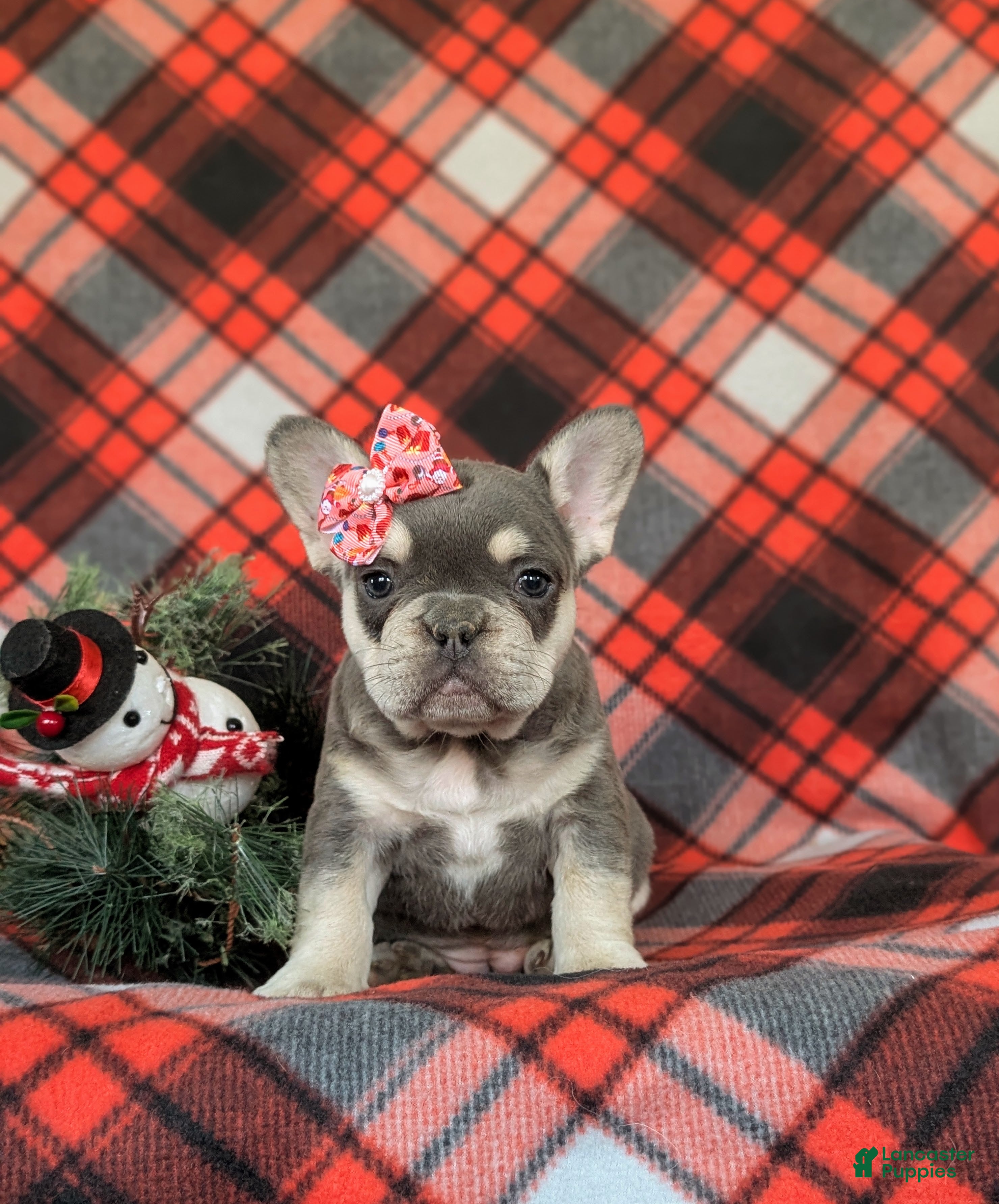 French Bulldog dogs Corrine - Ad 20