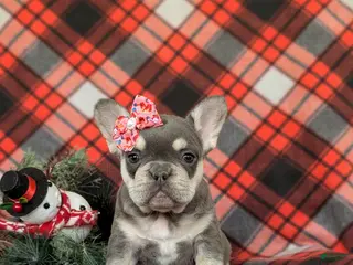 French Bulldog dogs Corrine - Ad 12