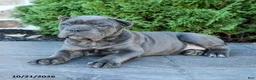 Cane Corso dogs for sale: Legacy - Ad 5