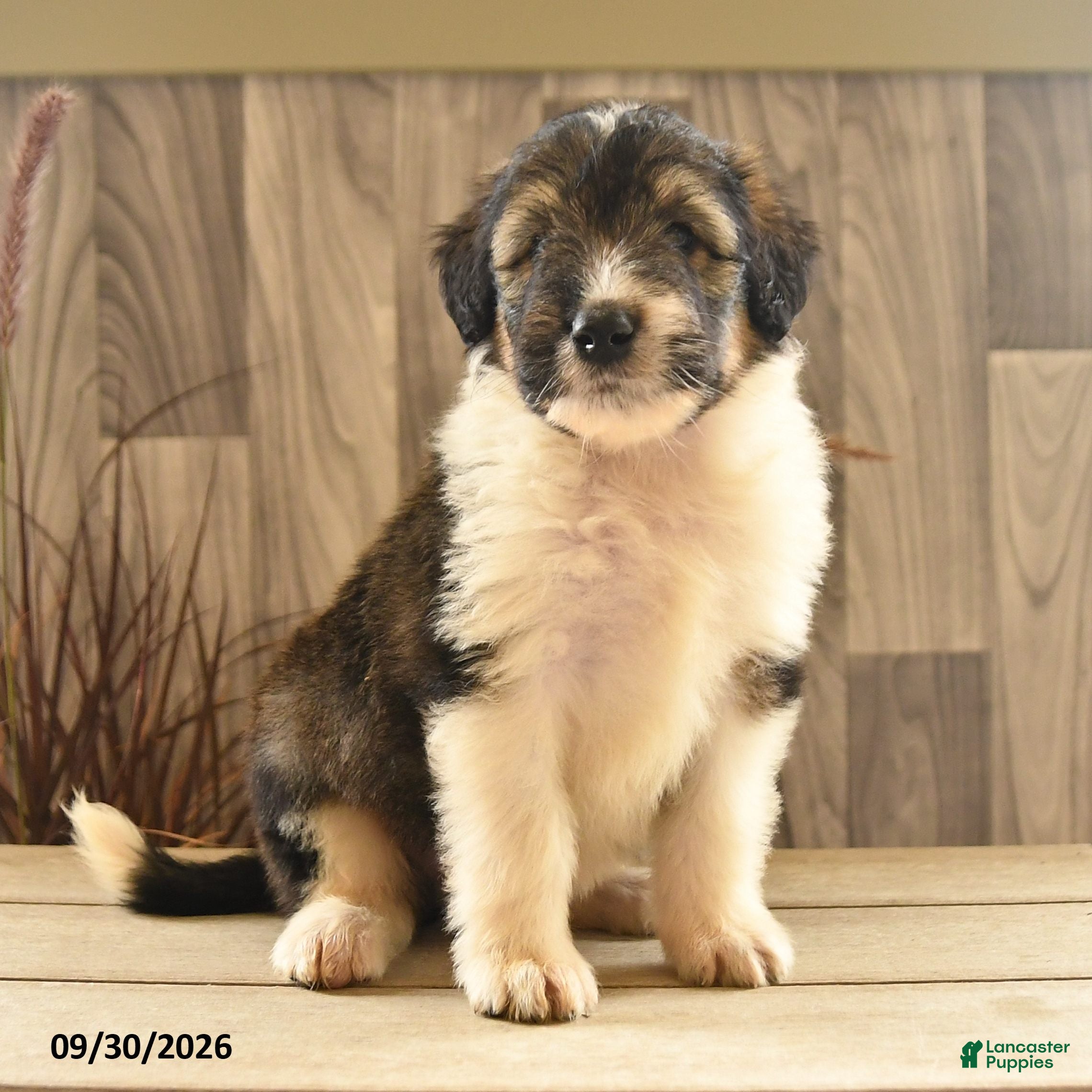 Mixed Breed dogs Butterball - Ad 2