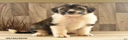 Mixed Breed dogs for sale: Butterball - Ad 2