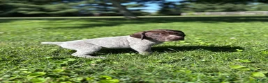 German Shorthaired Pointer 