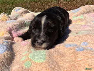 Bernedoodle dogs Amber - Ad 1