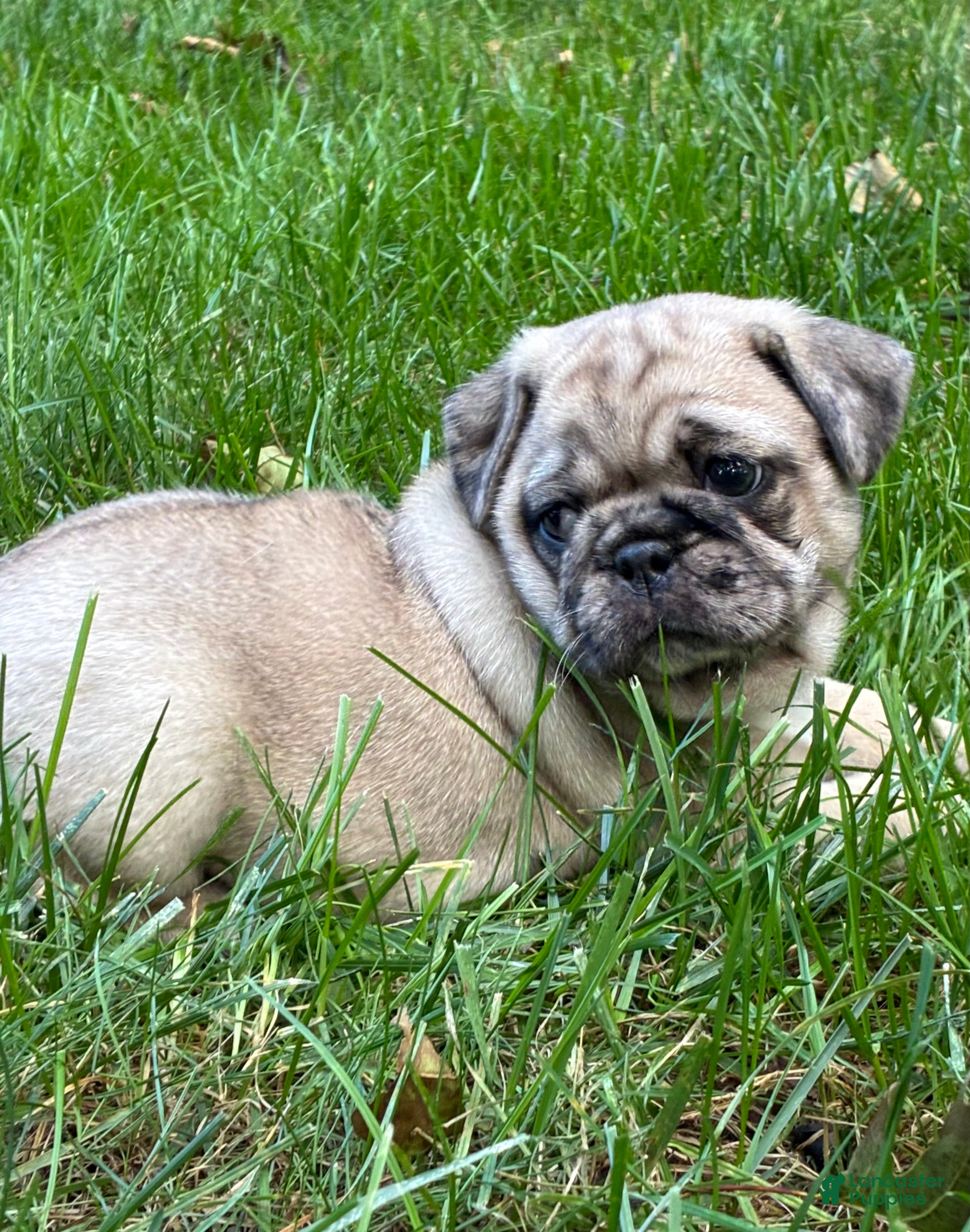 Pug dogs Addie - Ad 2