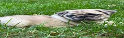 Pug dogs for sale: Addie - Ad 2