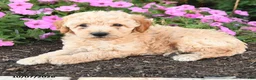 Mini Goldendoodle dogs for sale: Pluto - Ad 3