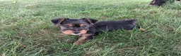 Yorkshire Terrier dogs for sale: Coffee AKC  - Ad 4