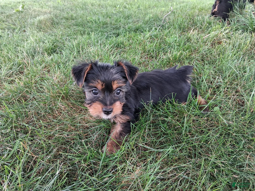 Yorkshire Terrier dogs for sale: Coffee AKC  - Ad 4