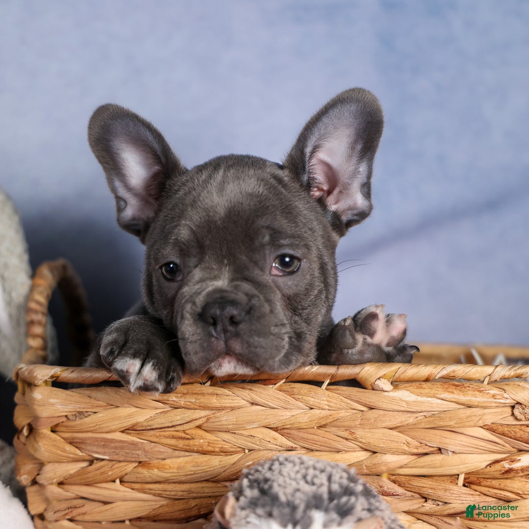 Frenchton dogs for sale: NOAH - Ad 13