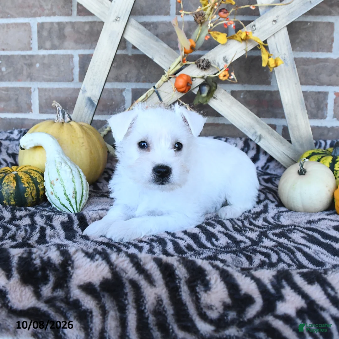 Miniature Schnauzer dogs for sale: Owen - Ad 1