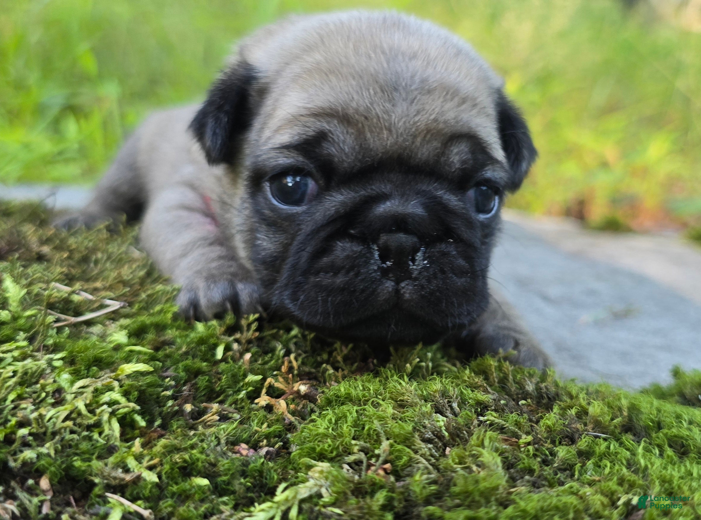 Pug dogs Bo - Ad 2