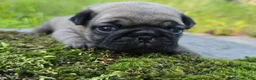 Pug dogs for sale: Bo - Ad 2
