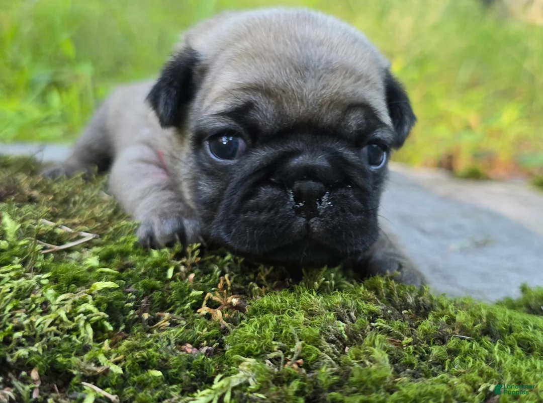 Pug dogs for sale: Bo - Ad 2