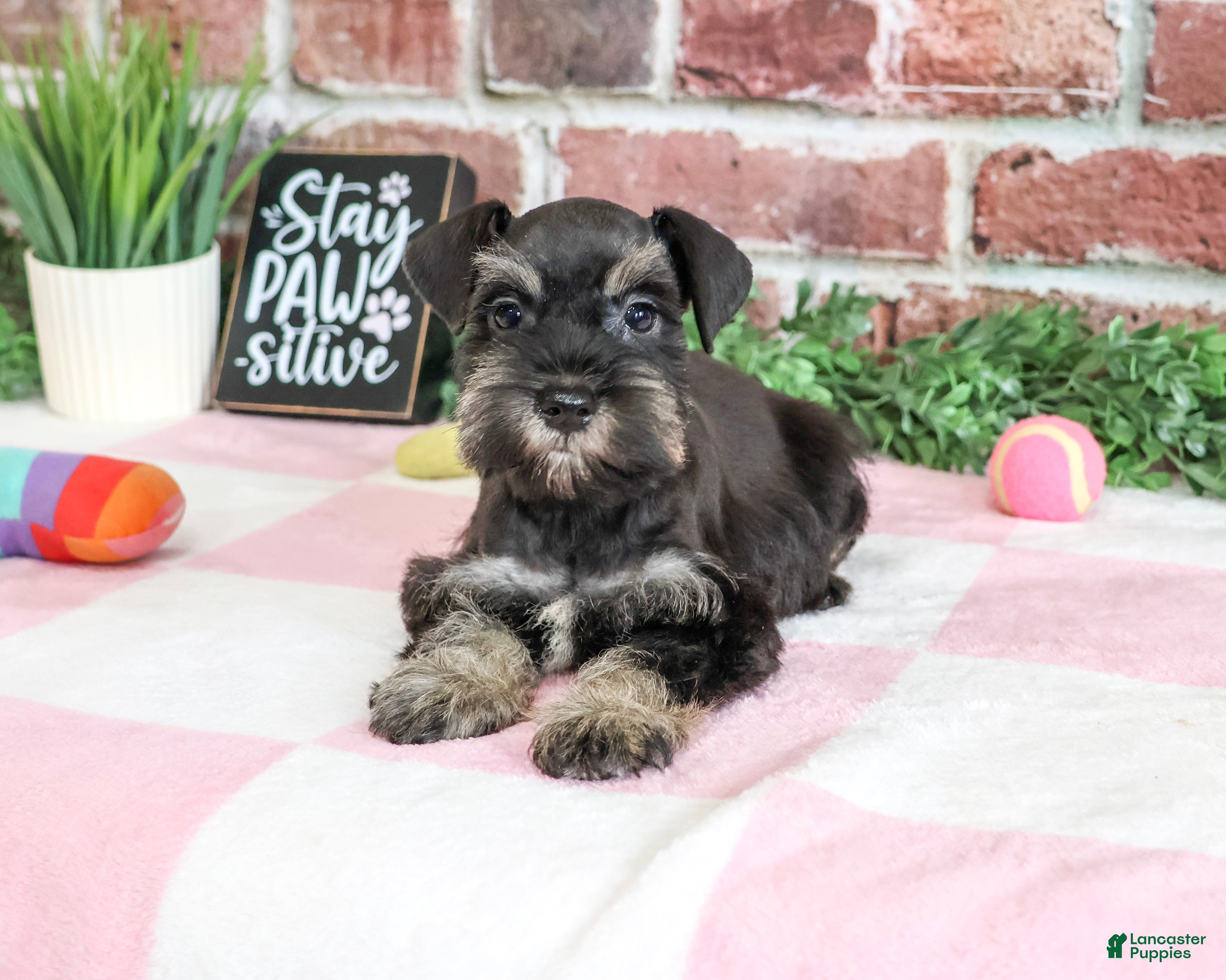 Tessa (Miniature Schnauzer, Female) in Syracuse, IN