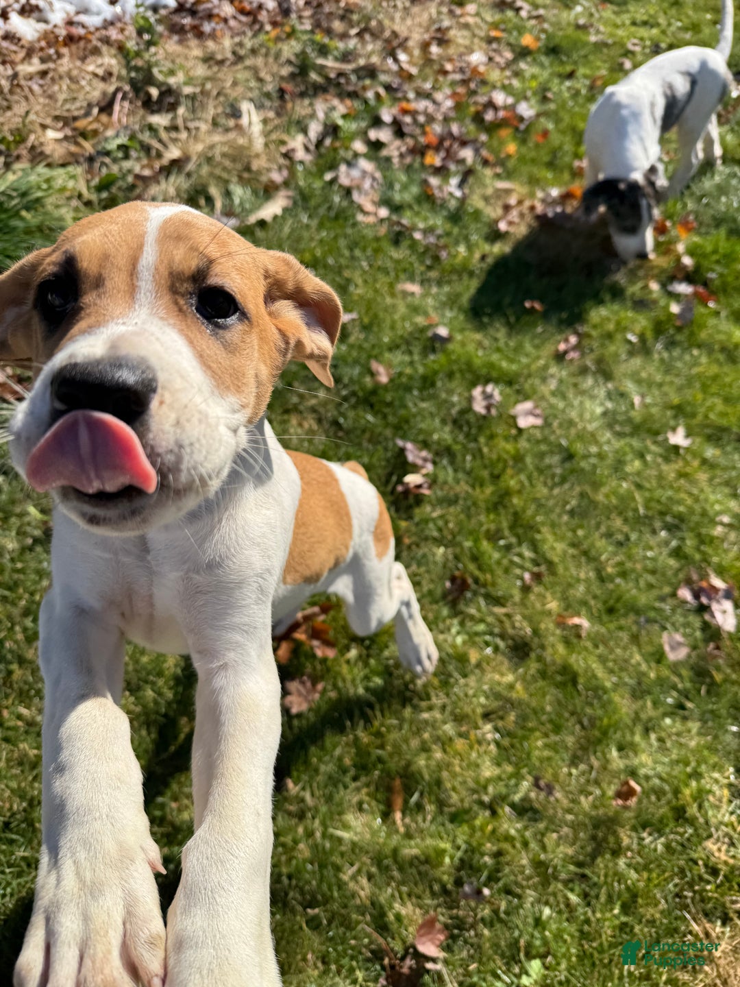 Mixed Breed dogs for sale: Bison - Ad 2