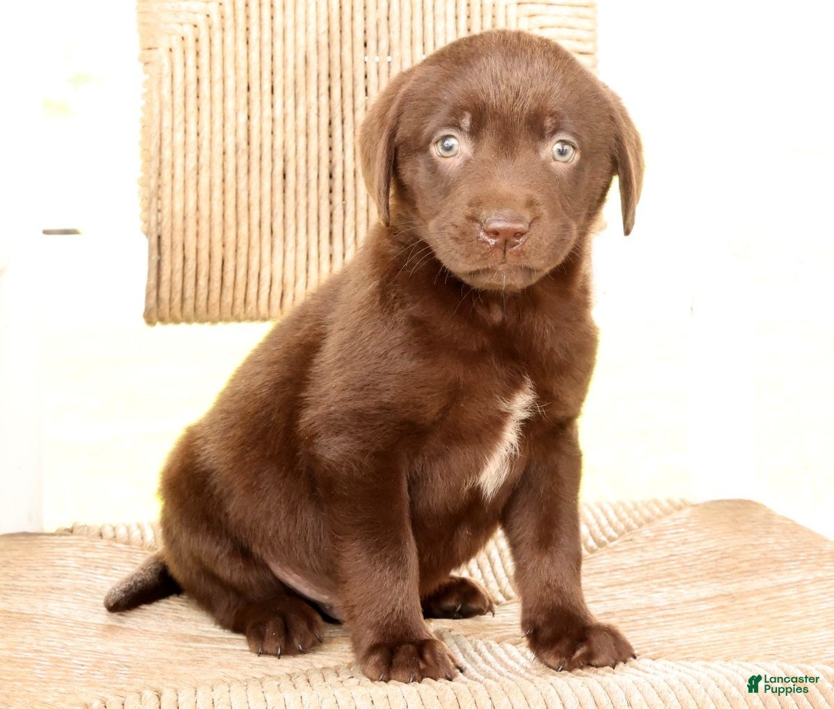 Labrador Retriever dogs Ricky - Ad 1
