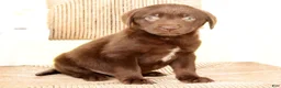 Labrador Retriever dogs for sale: Ricky - Ad 1