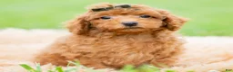Toy Poodle dogs for sale: Roku AKC - Ad 5