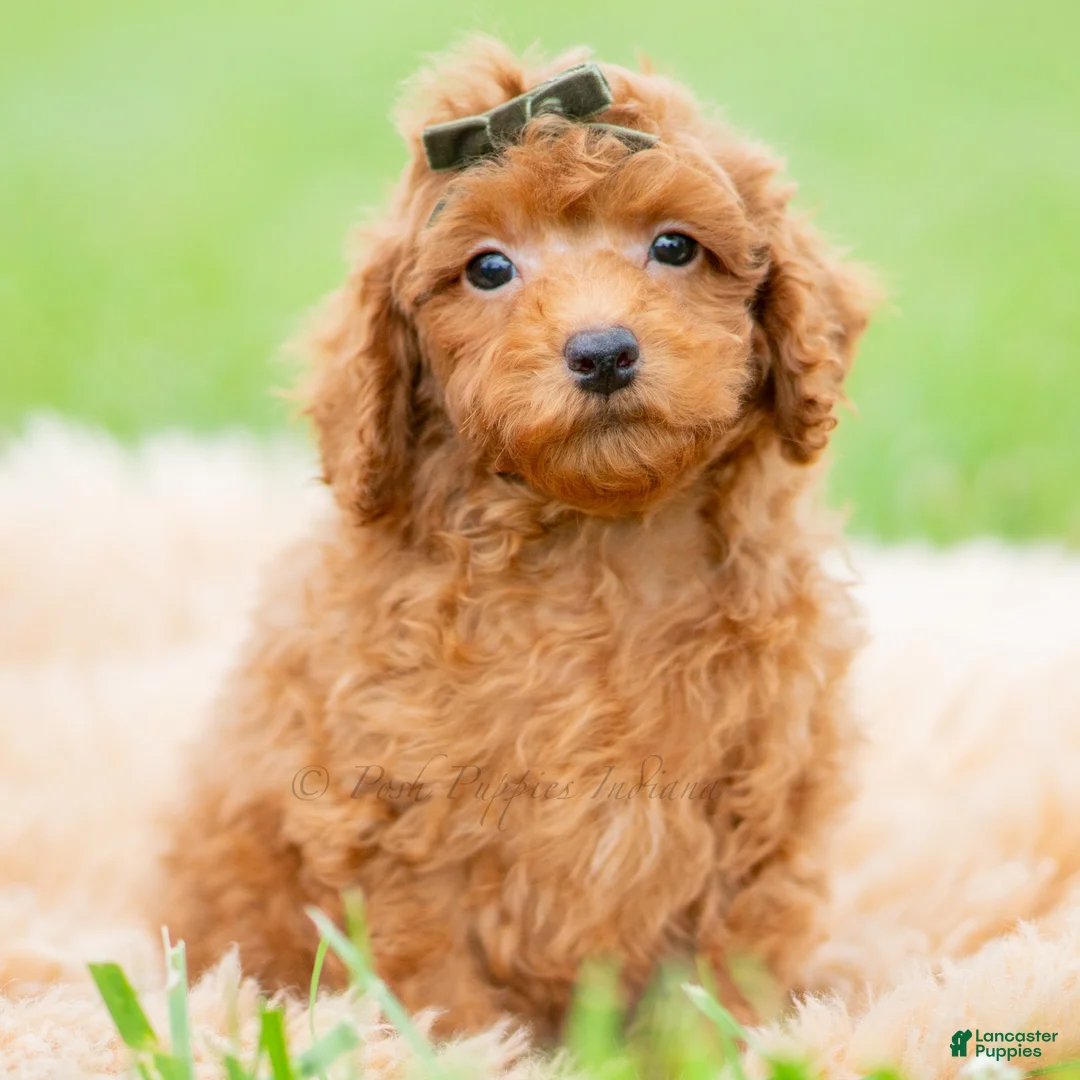 Toy Poodle dogs for sale: Roku AKC - Ad 5