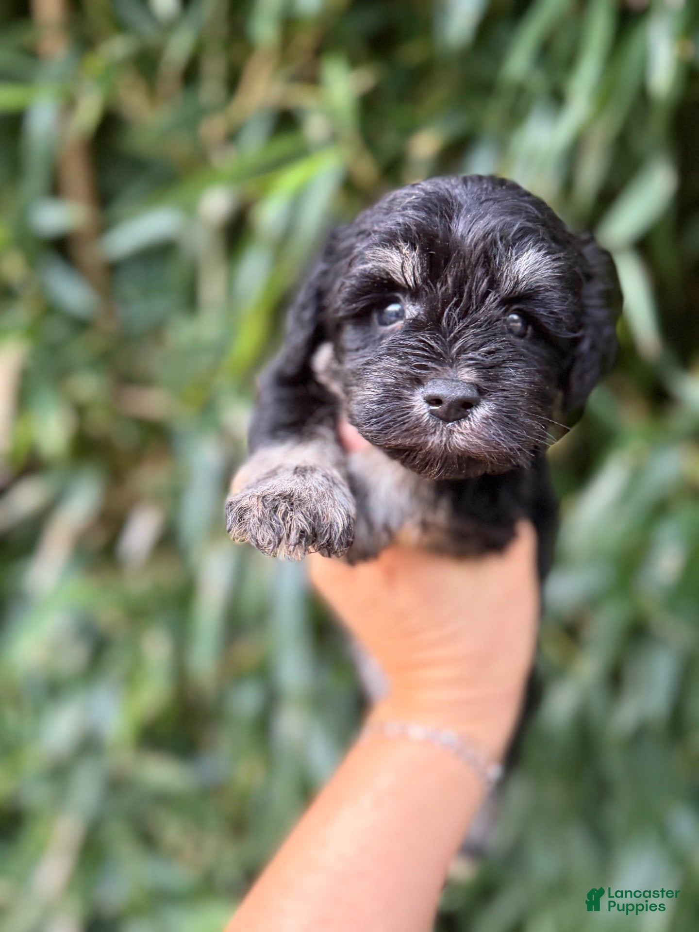 Miniature Schnauzer dogs Miniature Schnauzer 5 - Ad 33