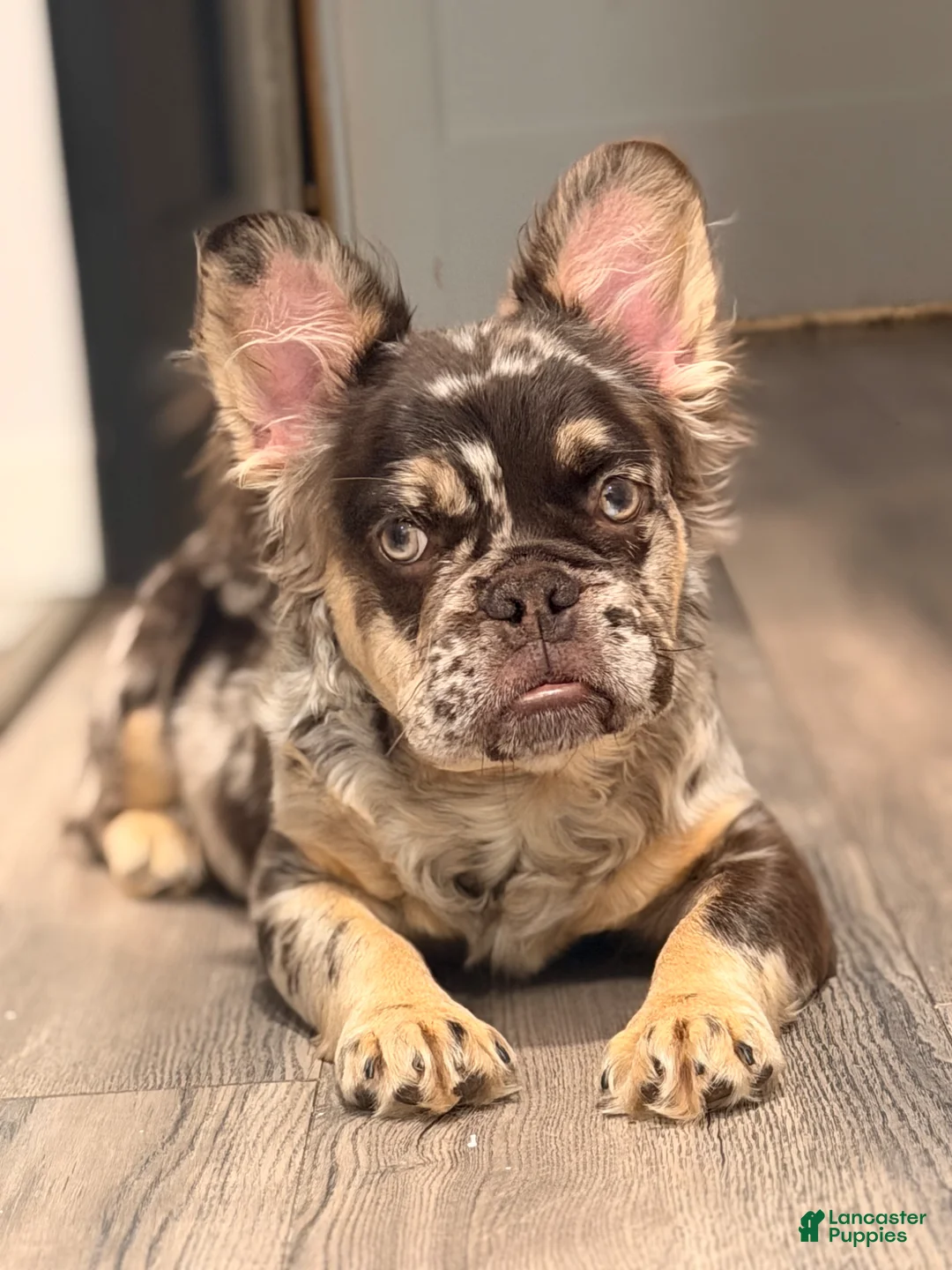 French Bulldog dogs for sale: French Bulldog Puppy 1 - Ad 2
