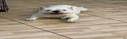 French Bulldog dogs for sale: Pua - Ad 4