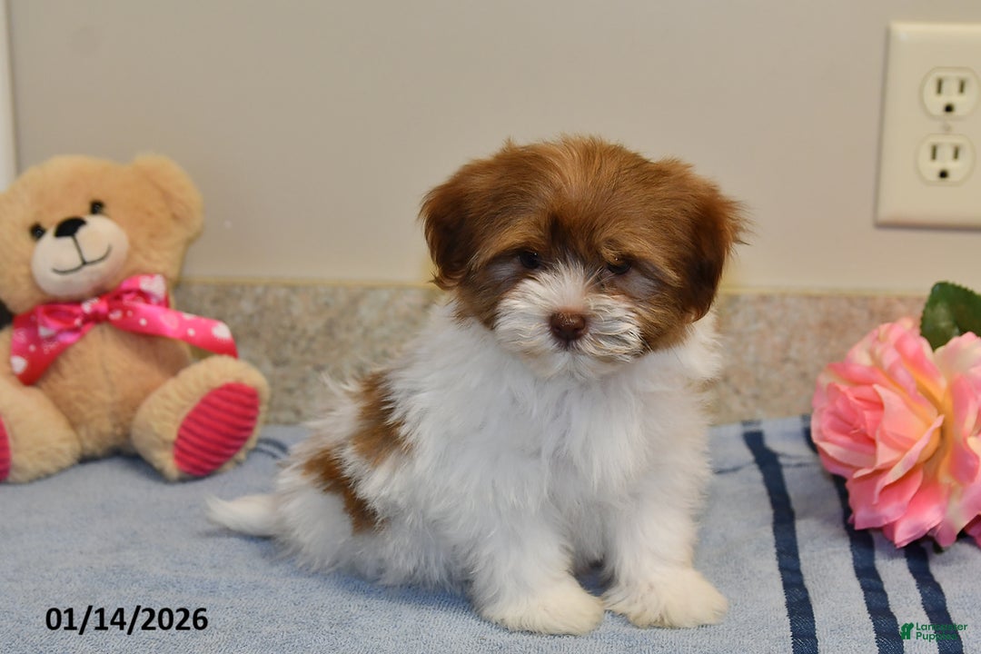 Havanese dogs for sale: Amber - Ad 1