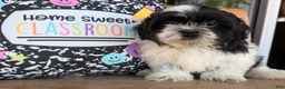 Shih Tzu dogs for sale: Shane Shih Tzu  - Ad 3