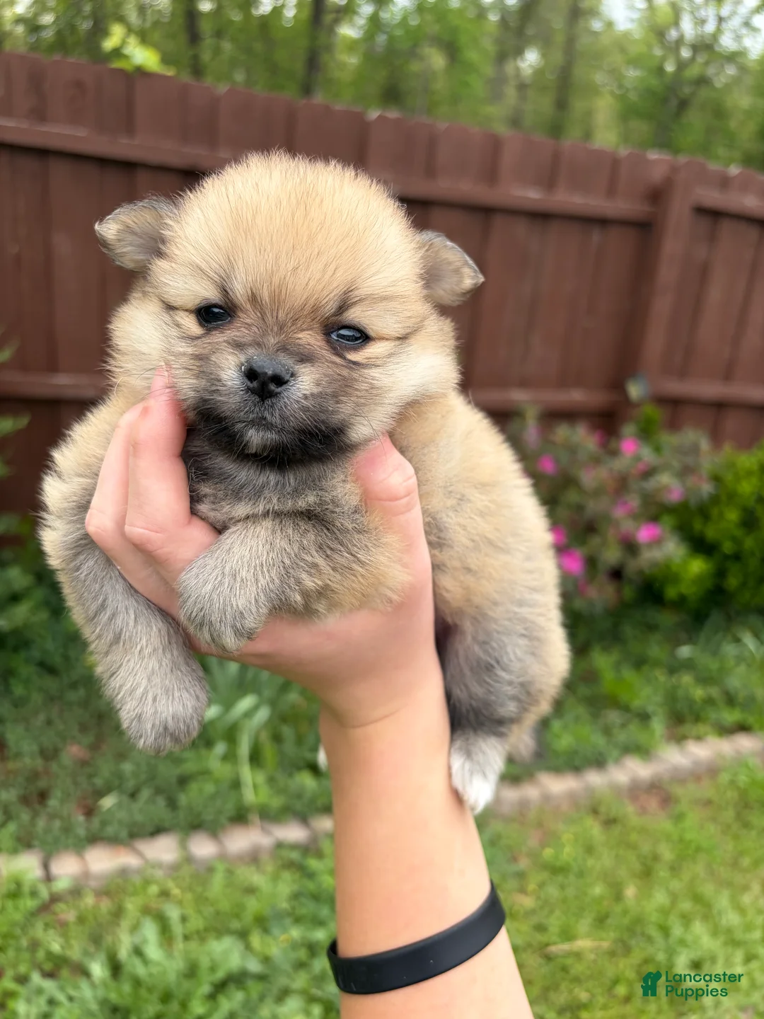 Pomeranian dogs for sale: Pomeranian Puppy 2  - Ad 1