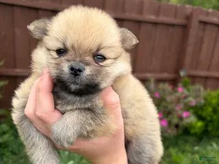 Pomeranian dogs Pomeranian Puppy 2 - Ad 18