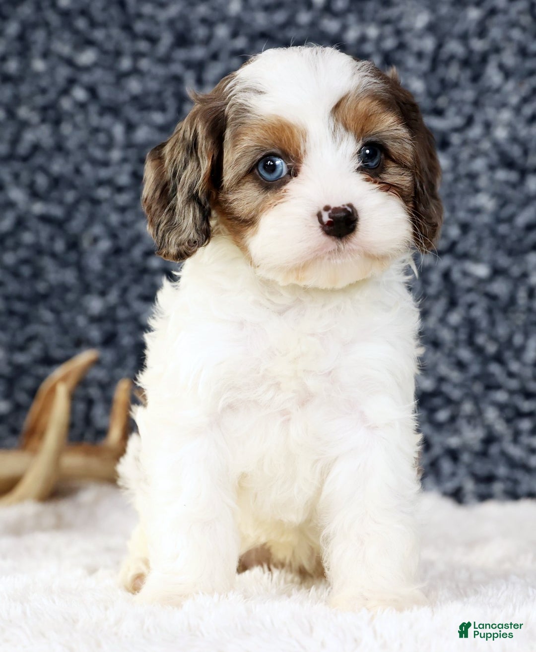 Cavapoo dogs for sale: Brittany - Ad 3