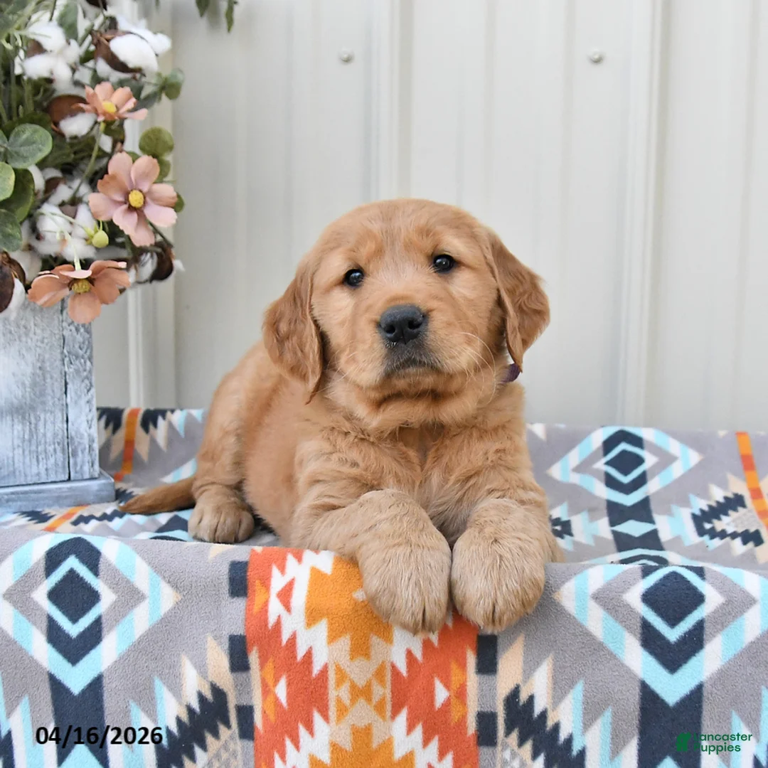 Golden Retriever dogs for sale: Gracie - Ad 1