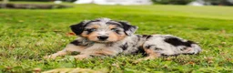 Aussiedoodle dogs for sale: Brooke Standard Sized - Ad 8