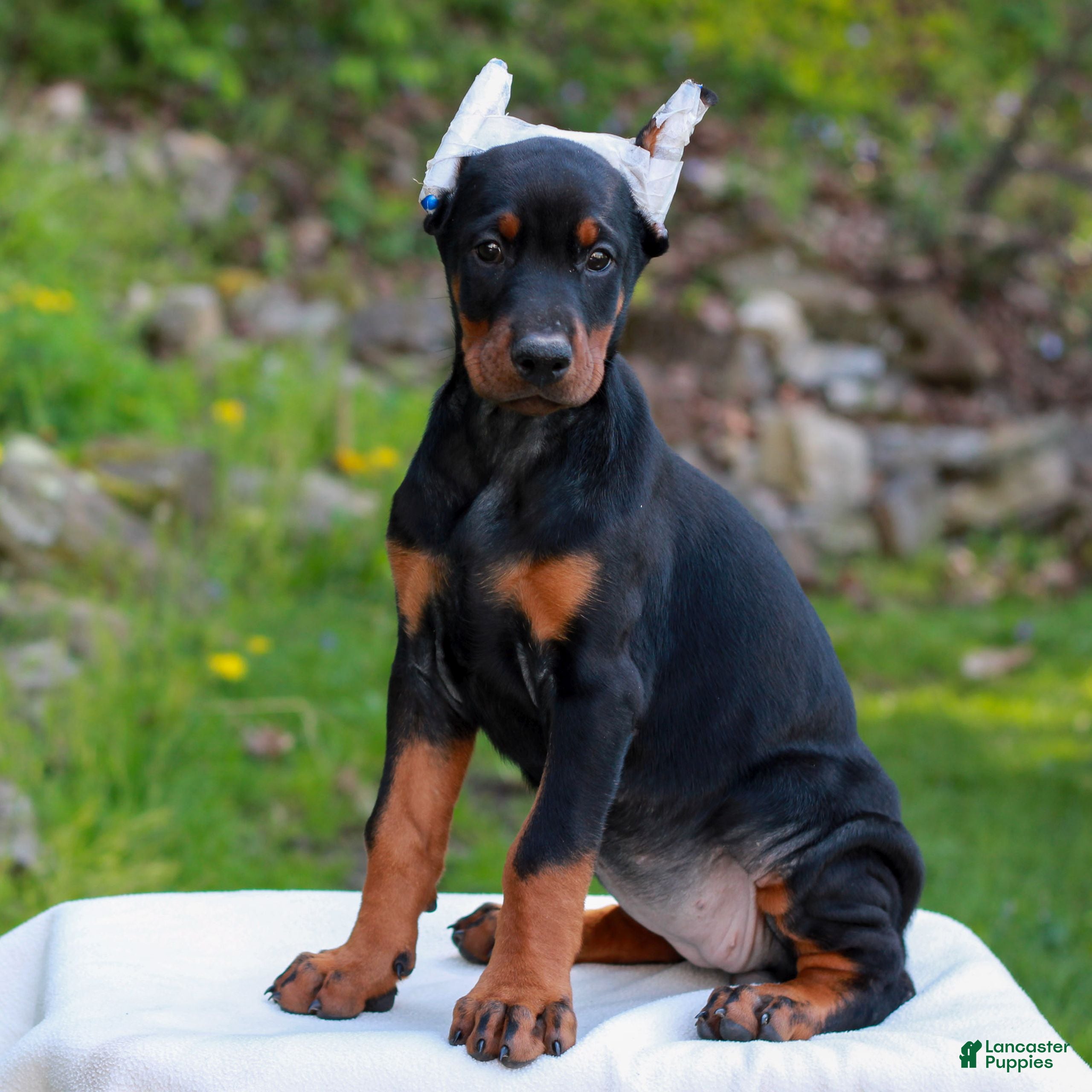 Doberman Pinscher dogs Alice  - Ad 1