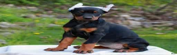 Doberman Pinscher dogs for sale: Alice  - Ad 1