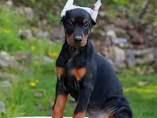 Doberman Pinscher dogs for sale: Alice - Ad 1