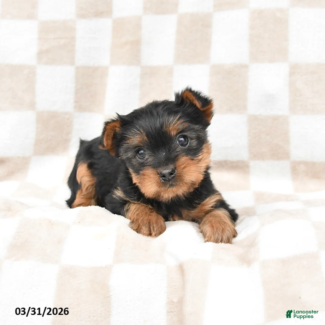Yorkshire Terrier dogs for sale: Rosie - Ad 2