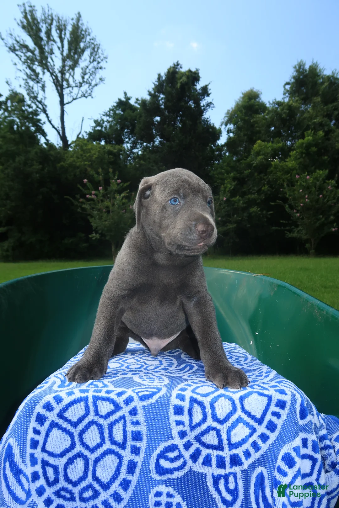 Mixed Breed dogs for sale: Ash - Ad 1