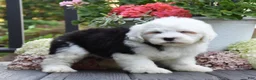 Old English Sheepdog dogs for sale: Kibbles - 2 Blue eyes - Ad 2