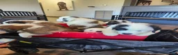 Saint Bernard dogs for sale: Saint Bernard 3 - Ad 11