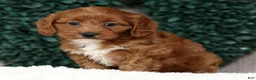 Cavapoo dogs for sale: Natasha - Ad 7